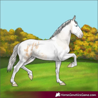 Horse Color:Palomino Pearl Splash Tobiano Appaloosa