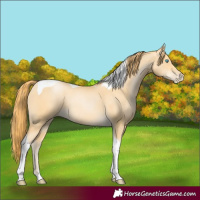 Horse Color:Buckskin Pearl Tobiano