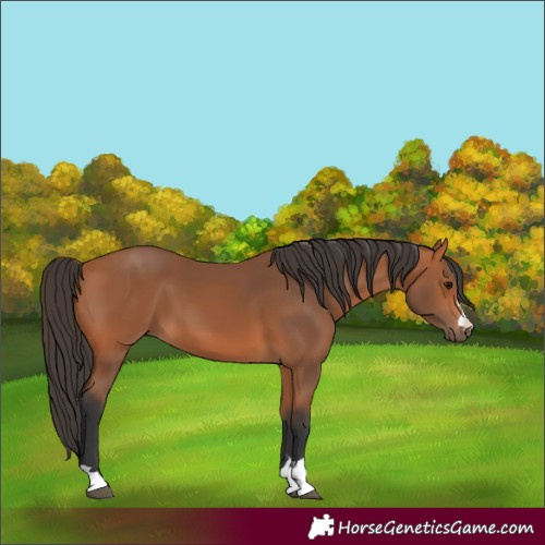 Horse Color:Bay 