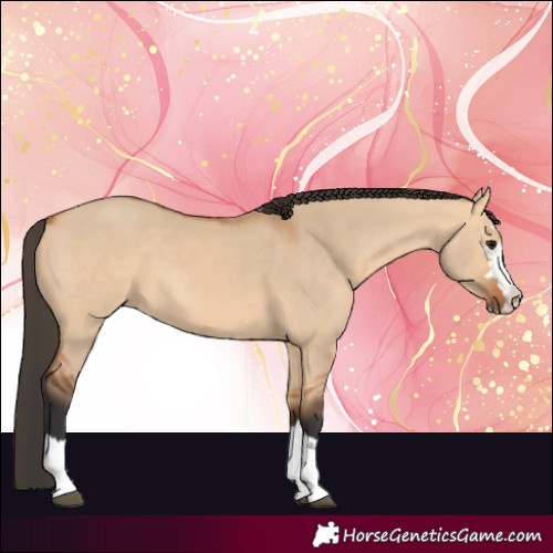 Horse Color:Bay Dun 