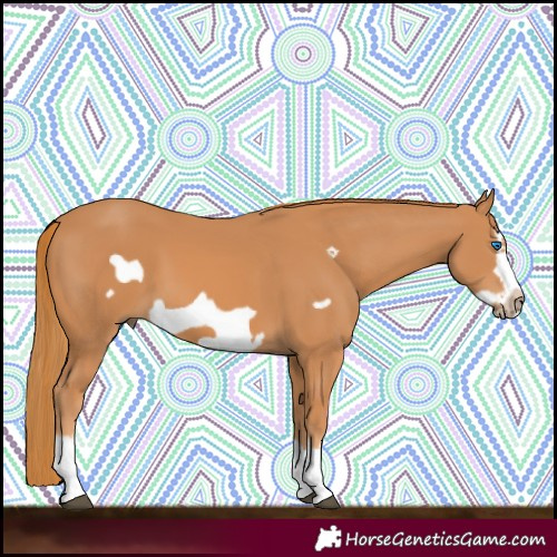 Horse Color:Chestnut Splash Frame 
