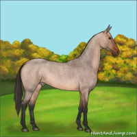 Horse Color:Bay Roan Dun 