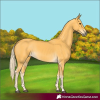 Horse Color:Palomino 