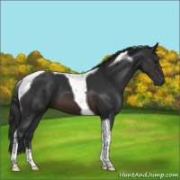 Horse Color:Brown Tobiano 