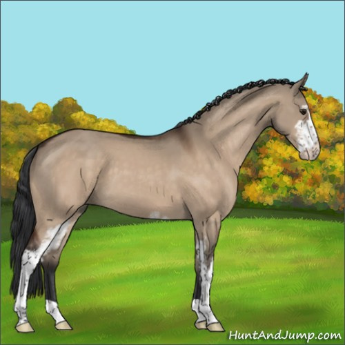 Horse Color:Brown Dun Sabino 