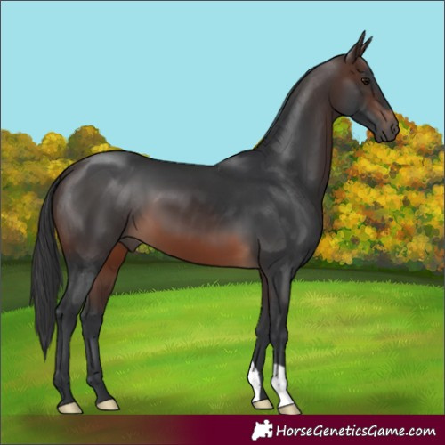 Horse Color:Brown 