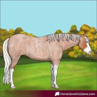 Horse Color:Silver Bay Roan Splash 