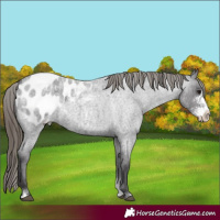 Horse Color:Smoky Blue Roan Sabino Appaloosa 