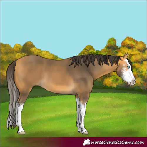 Horse Color:Buckskin Sabino Splash