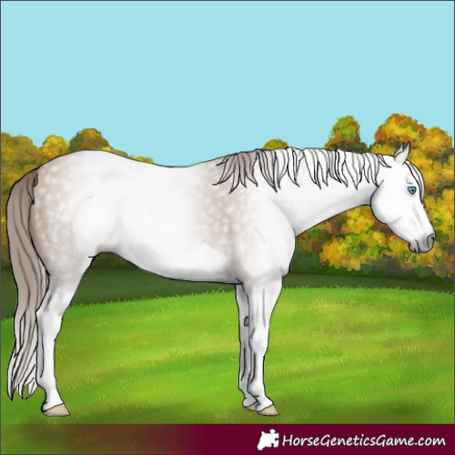 Horse Color:Gray Red Dun Splash 