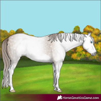 Horse Color:Gray Red Dun Splash 