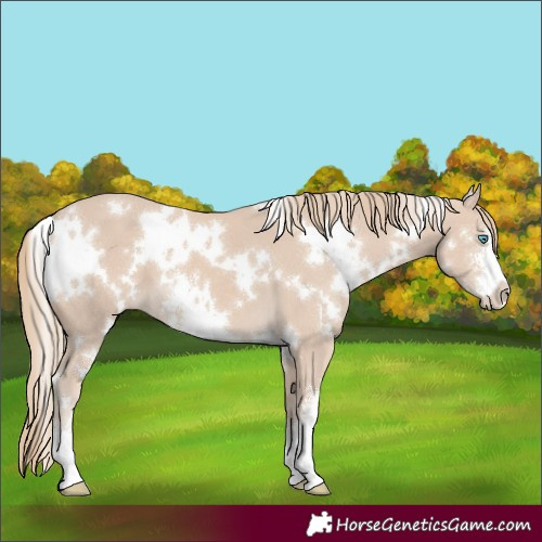 Horse Color:White Spotted Smoky Creme Sabino 