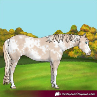Horse Color:White Spotted Smoky Creme Sabino