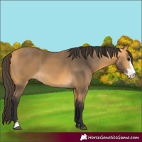 Horse Color:Buckskin Sabino 