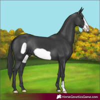 Horse Color:Black Frame 