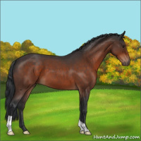 Horse Color:Brown Roan