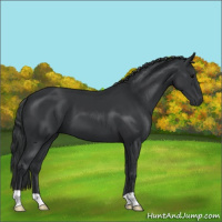 Horse Color:Black 