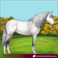 Horse Color:Gray Bay Dun 