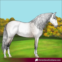 Horse Color:Gray Bay Dun 