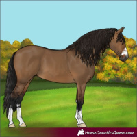 Horse Color:Gray Bay Dun