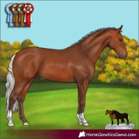 Horse Color:Silver Bay 