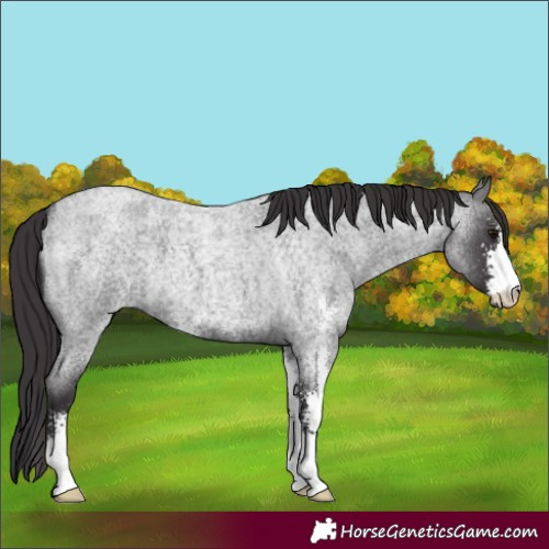 Horse Color:Smoky Blue Roan Sabino 
