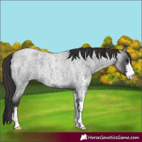 Horse Color:Smoky Blue Roan Sabino 
