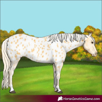 Horse Color:White Spotted Palomino Near Leopard 