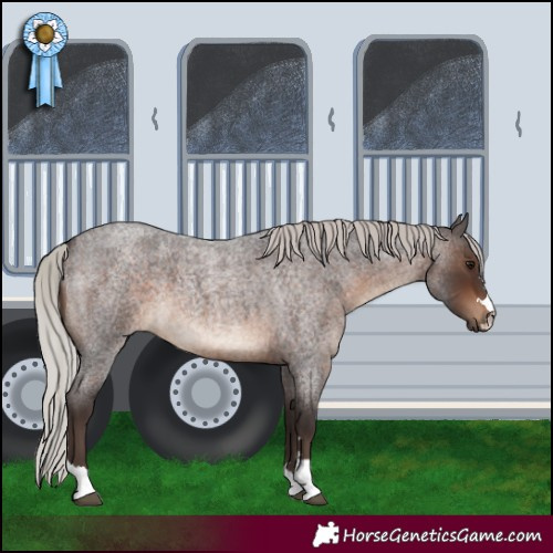 Horse Color:Silver Brown Roan 