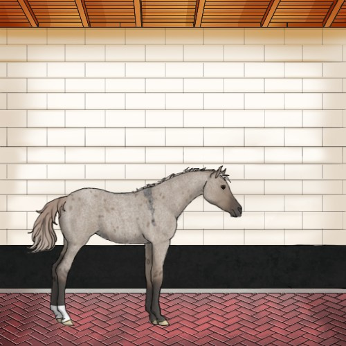 Horse Color:Silver Grullo Roan 