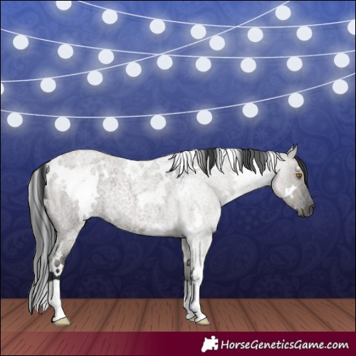 Horse Color:White Spotted Grullo Roan 