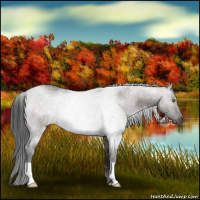 Horse Color:Grullo Roan 
