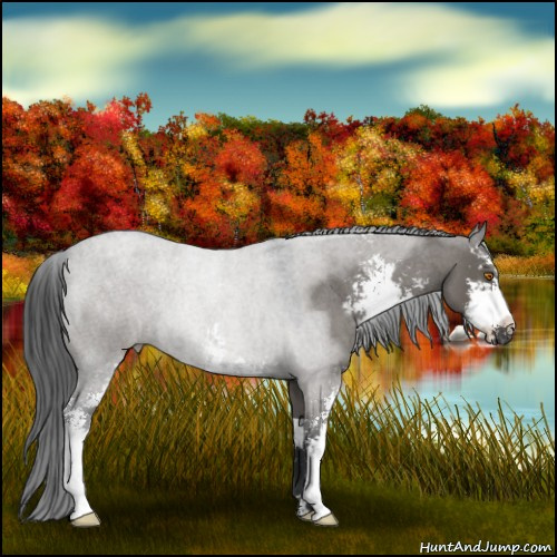 Horse Color:Grullo Roan Sabino 