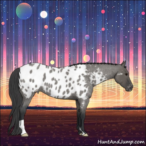 Horse Color:Grullo Roan Appaloosa 