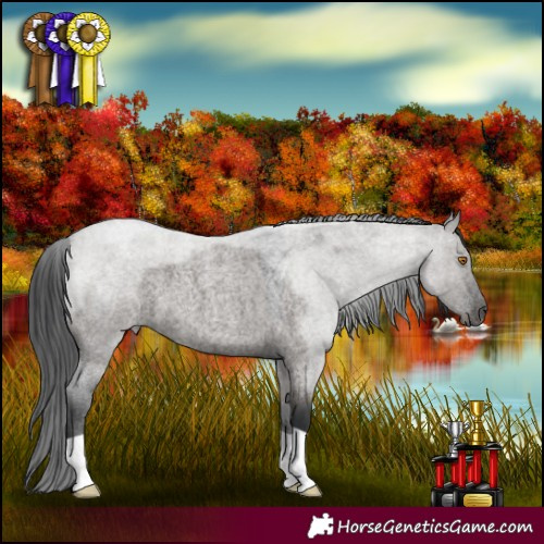Horse Color:Grullo Roan 