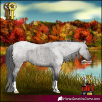 Horse Color:Grullo Roan