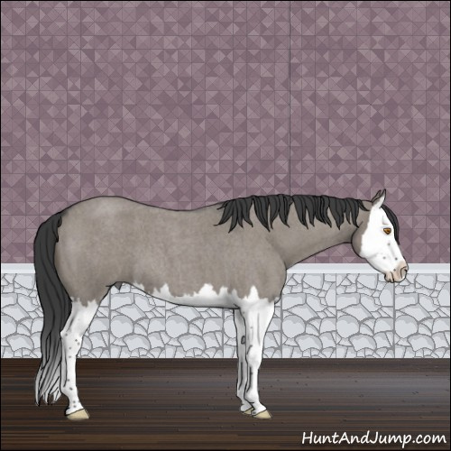 Horse Color:Grullo Roan Splash 