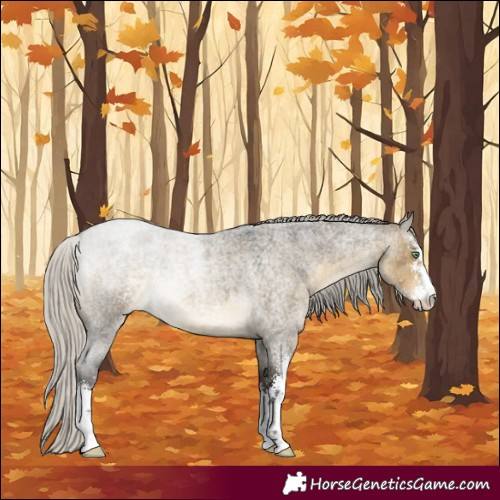 Horse Color:Silver Buckskin Roan Dun Sabino 