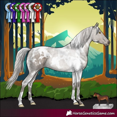 Horse Color:White Spotted Silver Grullo Roan 