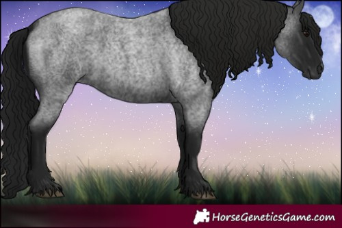 Horse Color:Gray Blue Roan 