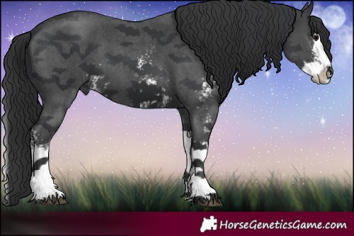 Horse Color:Black Sabino Splash 