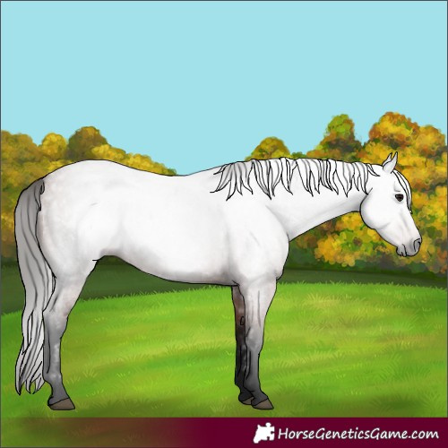 Horse Color:Gray Bay Roan