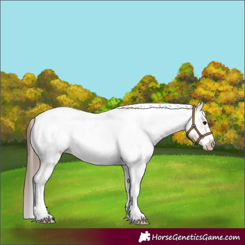 Horse Color:White Spotted Bay Frame Appaloosa 