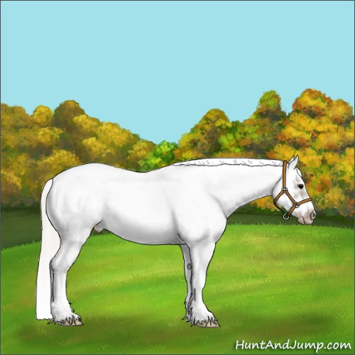 Horse Color:White Spotted Silver Black Splash Frame Appaloosa 