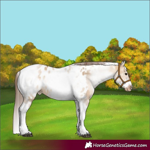 Horse Color:White Spotted Bay Dun Tobiano Frame Appaloosa 