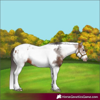 Horse Color:White Spotted Brown Splash Tobiano Frame Appaloosa 