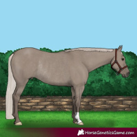 Horse Color:Silver Grullo Rabicano 