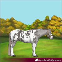 Horse Color:Grullo Tobiano Frame Near Leopard 
