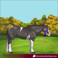 Horse Color:Smoky Black Splash Tobiano 