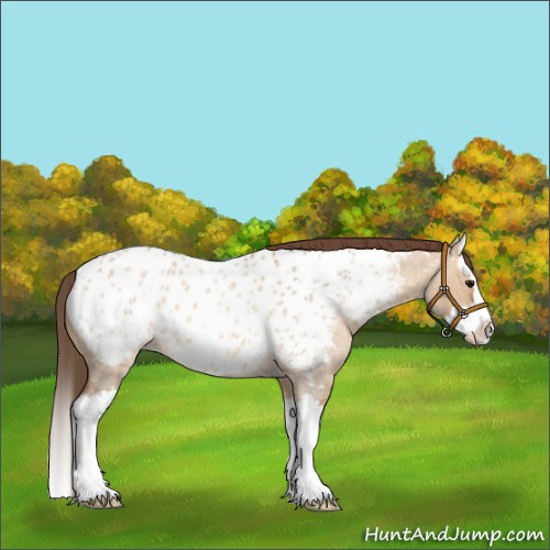 Horse Color:Bay Roan Dun Splash Appaloosa 